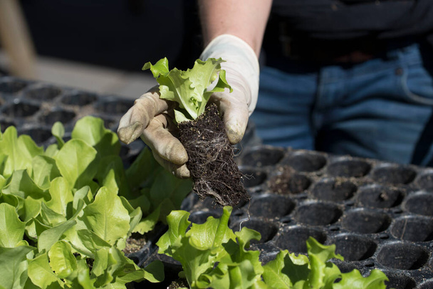 putting seedlings in the ground by hand in crop production - Photo, Image