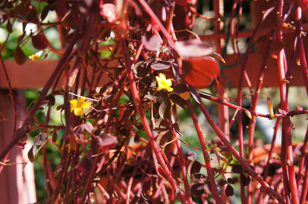 Burgundská šťavnatá květina v rostlinné školce. Fialové listy v květu ve tvaru shamrocku a žluté hvězdy.   - Fotografie, Obrázek