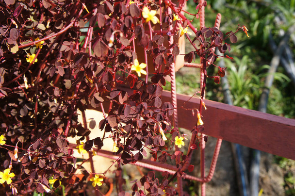 Βουργουνδίας λουλούδι οξαλή στο φυτώριο φυτών. Μωβ φύλλα σε σχήμα τριανταφυλλιού και κίτρινο λουλούδι σε σχήμα αστεριού.   - Φωτογραφία, εικόνα