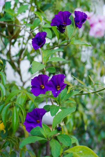 Blue Potato Bush (Lycianthes rantonnetii) blooming in May on the French Riviera. - Photo, Image