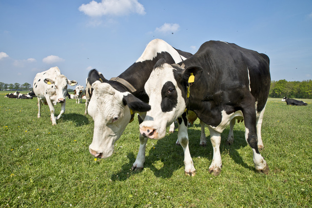 Lehmä niityllä - Valokuva, kuva