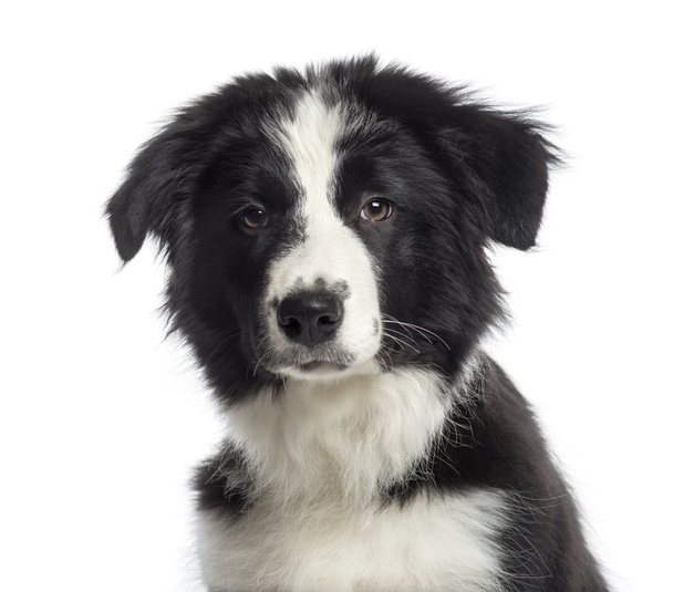 Headshot of a Border Collie puppy (4 months old) - Photo, Image