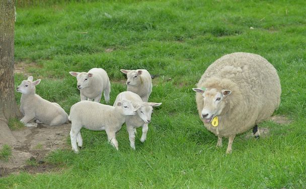 ovce a jehňata - Fotografie, Obrázek