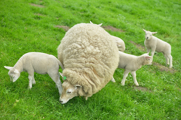 ovce a jehňata - Fotografie, Obrázek