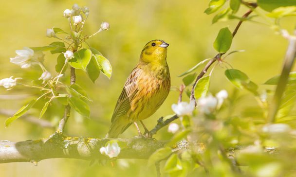 yellowhammer among the yellow leaves on the tree - Photo, Image