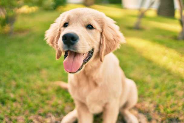 Bonito e bonito cachorro golden retriever se divertindo no parque sentado na grama verde. Lindo cão de raça pura labrador - Foto, Imagem