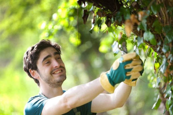 Young attractive gardener cutting leaves - Fotografie, Obrázek