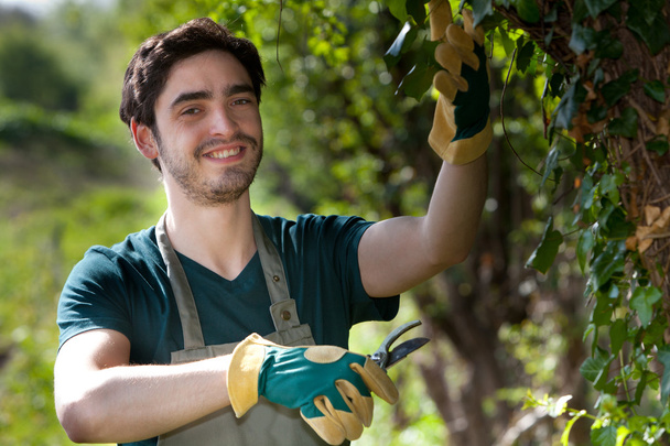 Young attractive gardener cutting leaves - Foto, Imagem