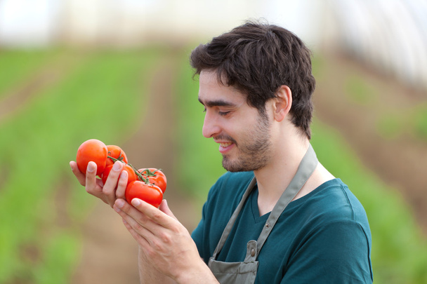 Young attractive farmer harvesting tomatoes - Fotó, kép