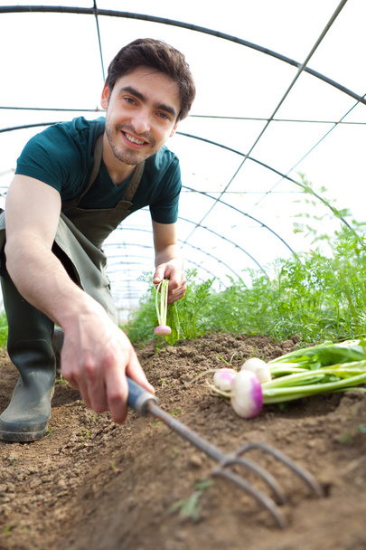 Young attractive farmer harvesting turnips - Foto, Bild