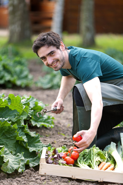 Young attractive farmer harvesting vegetables - Fotografie, Obrázek