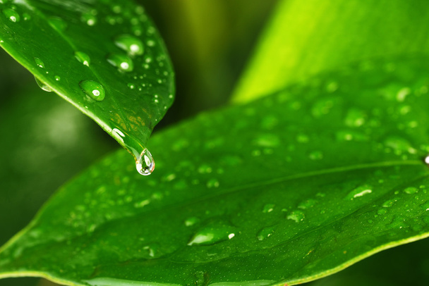 Green plant leaf - Foto, imagen