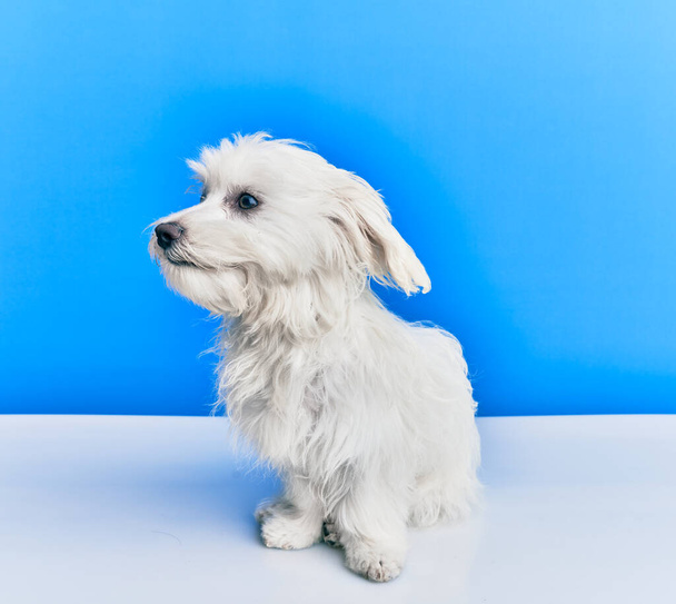 Adorable dog over isolated blue background. - Foto, afbeelding