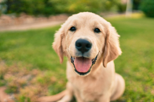 Beautiful and cute golden retriever puppy dog having fun at the park sitting on the green grass. Lovely labrador purebred doggy - Photo, image