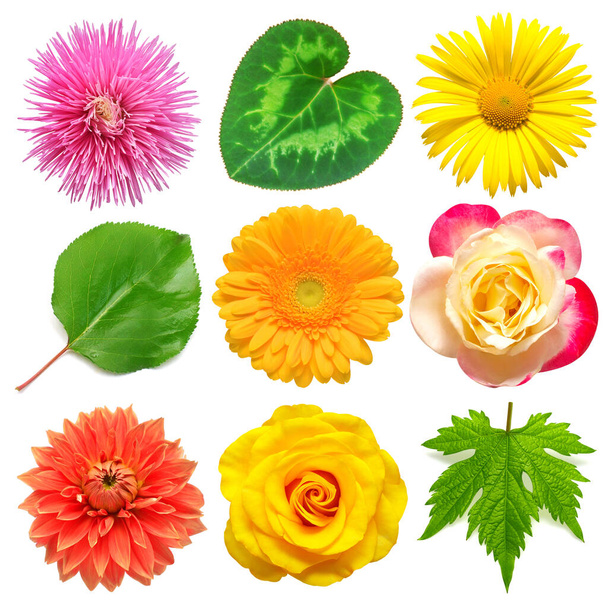 Flowers head collection of beautiful daisy, chrysanthemum, dahlia, gerbera, aster, rose and various leaves isolated on white background. Card. Easter. Spring time set. Flat lay, top view - Photo, Image