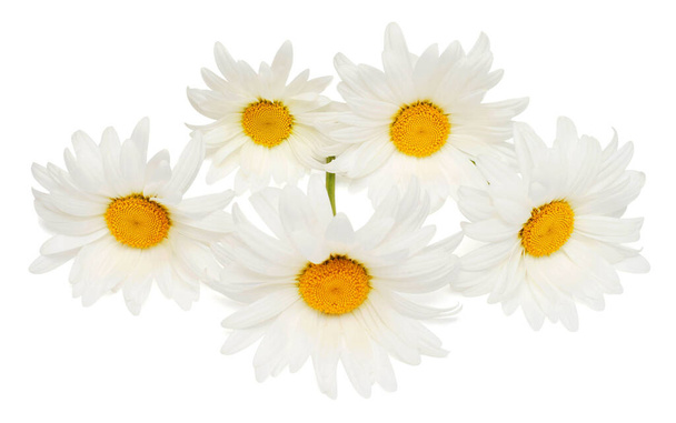 Ramo de flores de margarita blanca con hoja aislada sobre fondo blanco. Asiento plano, vista superior. Patrón floral, objeto - Foto, imagen