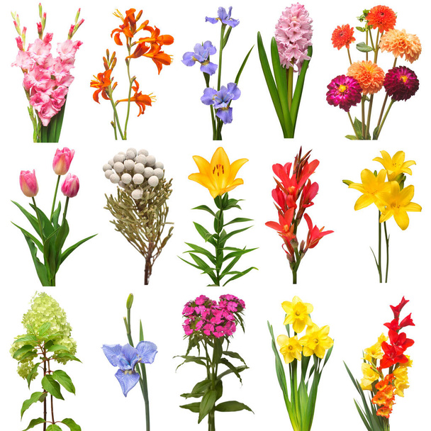 Kolekce květů kytice hyacinth, hortenzie, karafiáty, brunia, gladiol, duhovka, narcis, dahlia, tulipán, canna izolované na bílém pozadí. Pohled shora, byt ležel - Fotografie, Obrázek