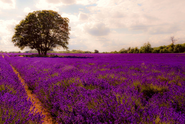 Summer landscape, blooming lavender flower and beautiful countryside nature concept theme with a tree in the middle of an empty field in the warm light of late afternoon with copy space - Photo, Image