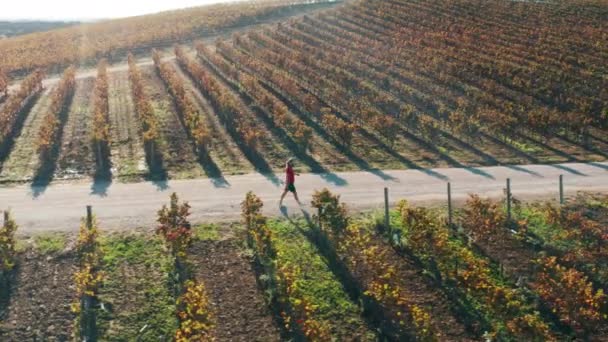 Съемка с воздуха туриста, гуляющего по живописным виноградникам во время восхода солнца - Кадры, видео