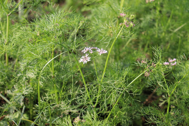 white colored coriander flower with tree on firm for harvest - Photo, Image
