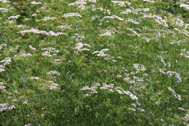 Цветок кориандра белого цвета с деревом на фирме для сбора урожая - Фото, изображение