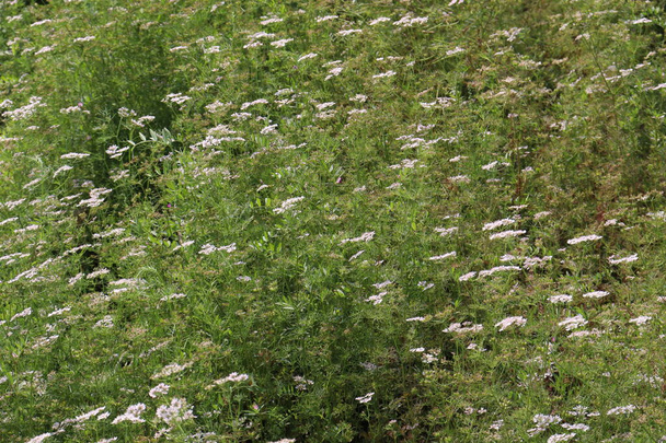 flor de coentro de cor branca com árvore firme para a colheita - Foto, Imagem