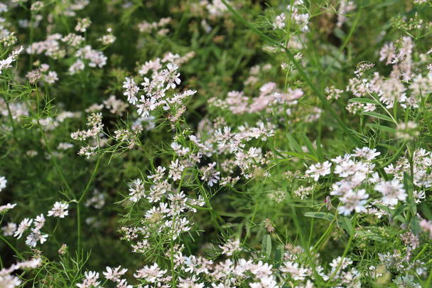 beyaz renkli kişniş çiçeği ve ağaç hasat için sıkıca bağlanmış - Fotoğraf, Görsel