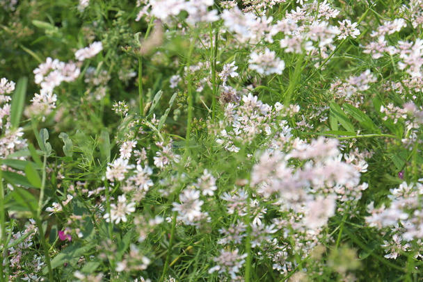 valkoinen värillinen korianteri kukka puu yritys sadonkorjuuseen - Valokuva, kuva