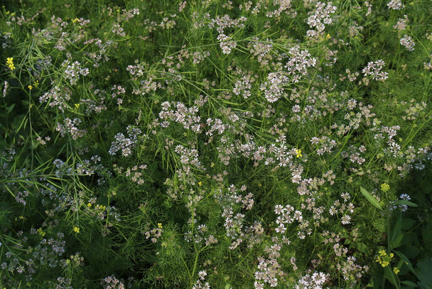 weiß gefärbte Korianderblume mit Baum auf fest für die Ernte - Foto, Bild
