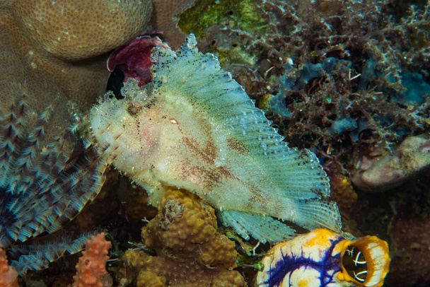 Листя Scorpionfish Taenianotus triacanthus
 - Фото, зображення
