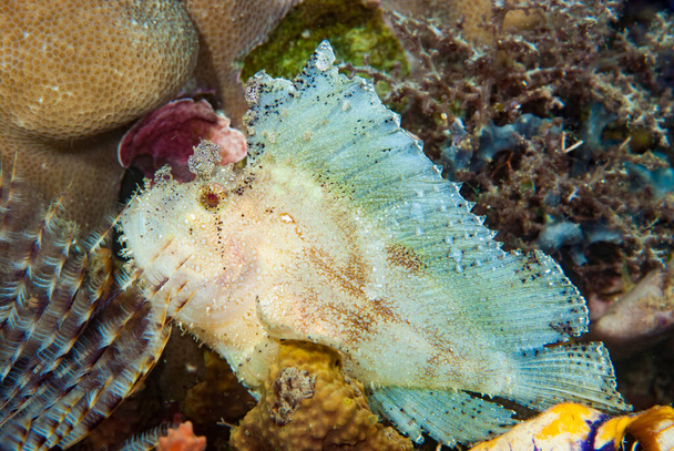Leaf Scorpionfish Taenianotus triacanthus - Photo, Image
