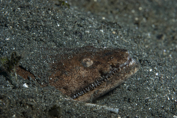 Stargazer Snake Eel Brachysomophis cirrocheilos - Foto, imagen