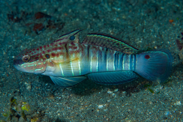 Amblygobius phalaena, the Sleeper Banded goby, white-barred goby, is a species of goby native to tropical reefs of the western Pacific Ocean and through the central Indo-Pacific area  - Photo, Image