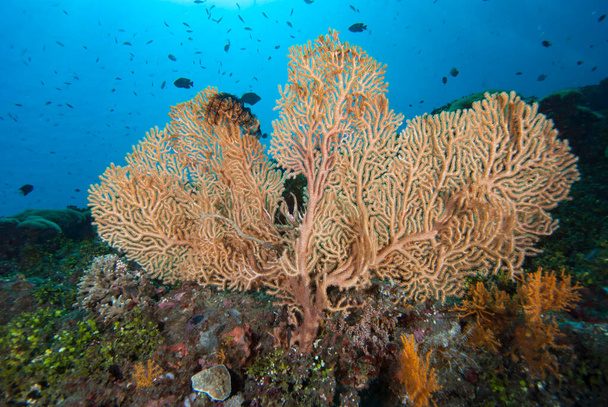 Tropical Coral Reef Underwater landscape - Photo, Image