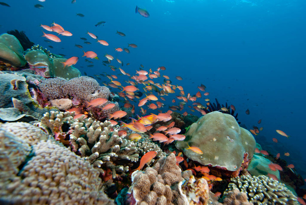 Tropikal Mercan Resifi Sualtı Manzarası - Fotoğraf, Görsel