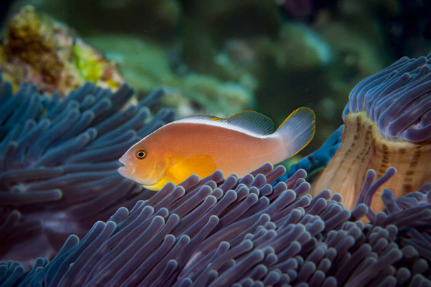Orange anemonefish Amphiprion sandaracinos - Photo, Image