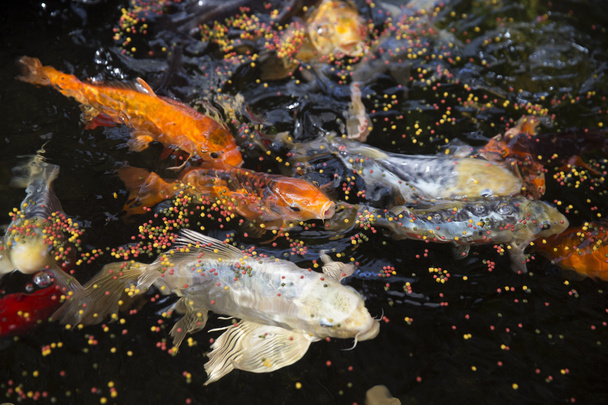 Goldfische - Foto, Bild