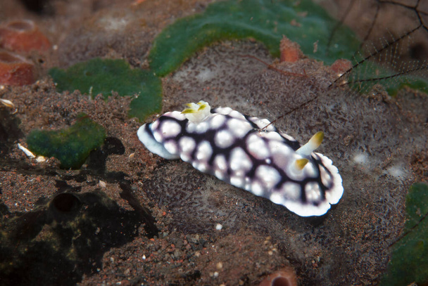 Chromodoris geometrica Nudibranch Indonésia - Foto, Imagem
