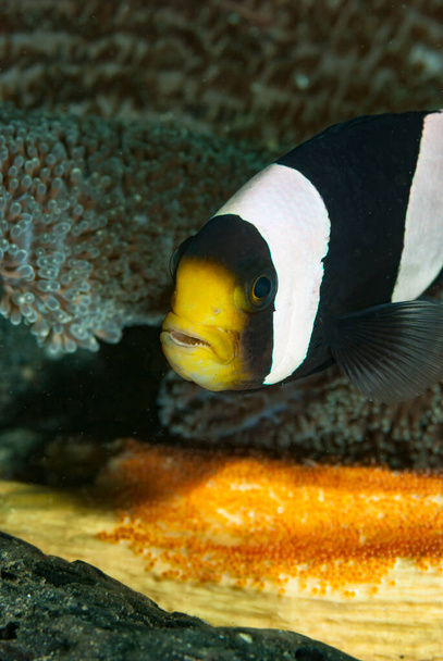 El pez anémona (o pez payaso) vive en una relación simbiótica con las anémonas marinas. Estos pequeños peces protegen la anémona para los depredadores como el pez buttefly, y al mismo tiempo la anémona es un refugio óptimo para el pez payaso.. - Foto, imagen