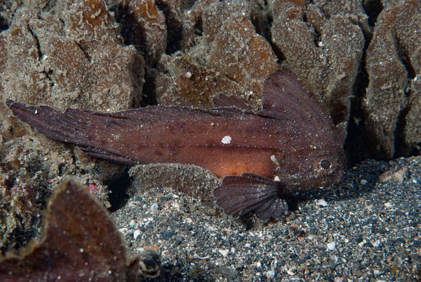 Spiny Waspfish (Ablabys macracanthus) generalmente vive en bahías de arena negra poco profundas, donde el movimiento de las olas aumenta su parecido con una hoja muerta - Foto, imagen