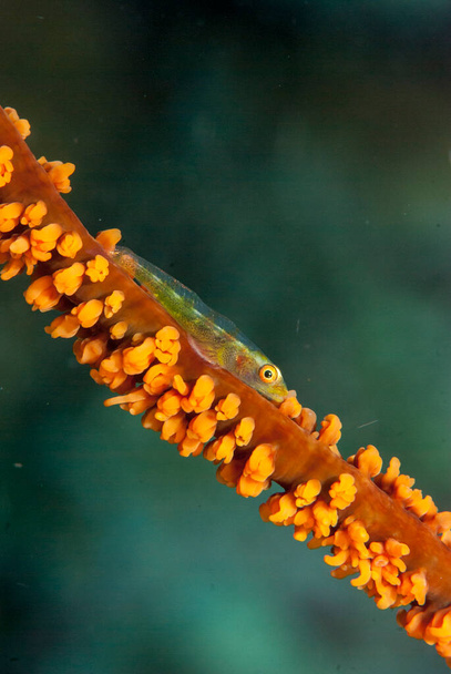 Coral Coral Goby Bryaninops yongei - Foto, Imagem