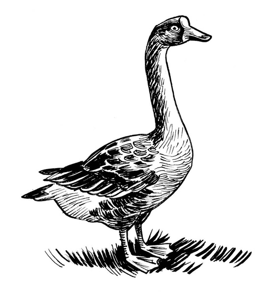 Goose bird. Ink black and white drawing - Foto, afbeelding