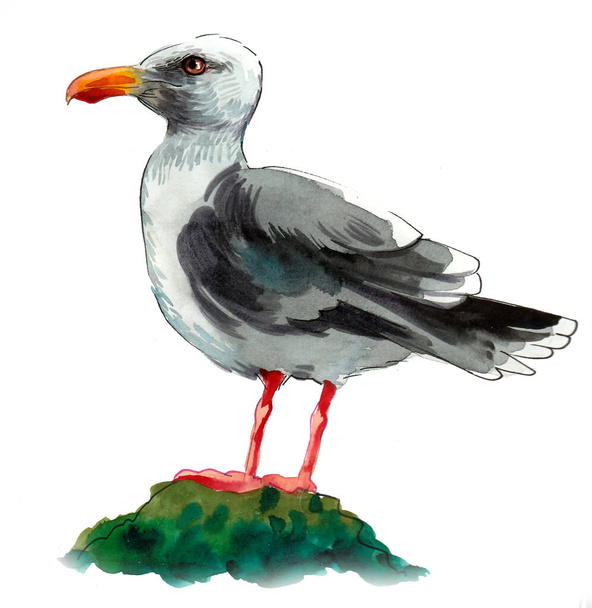 Seagull bird standing on a rock. Ink and watercolor drawing - Photo, Image
