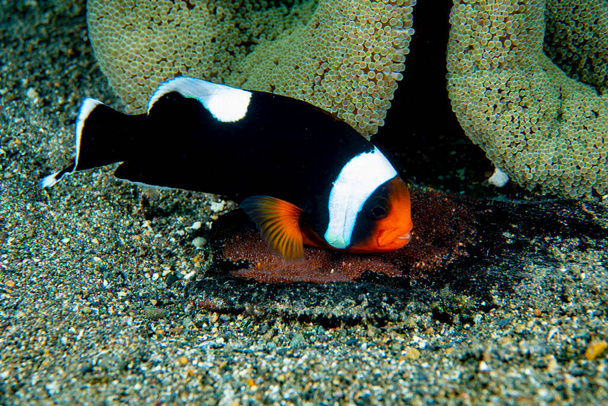 Panda-Anemonenfisch Amphiprion polymnus sorgt für Eier - Foto, Bild