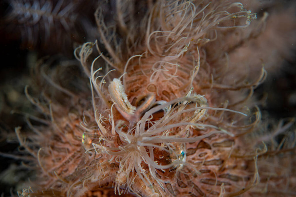 Pez globo rayado Antennarius striatus - Foto, imagen