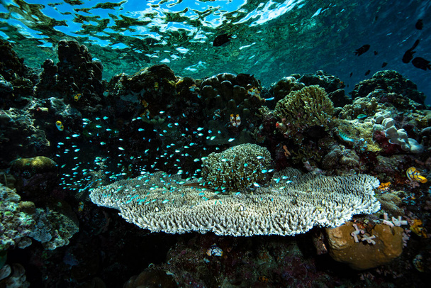 Tropical κοραλλιογενή ύφαλο - Φωτογραφία, εικόνα