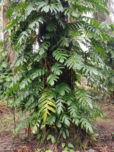 a pálmafákon vadon növő epipremnum pinnatum növény. - Fotó, kép
