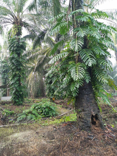 a pálmafákon vadon növő epipremnum pinnatum növény. - Fotó, kép