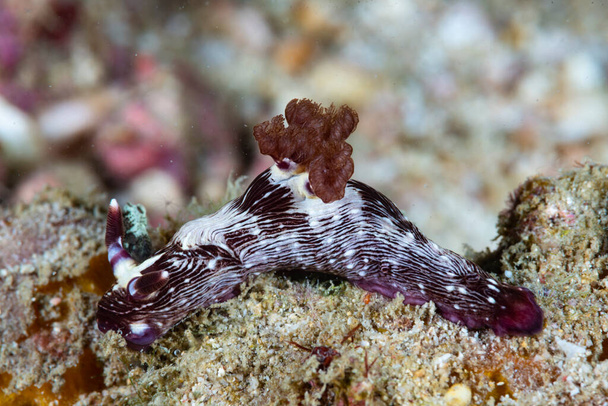 Nudibranch Nembrotha sp. Filippiinit - Valokuva, kuva