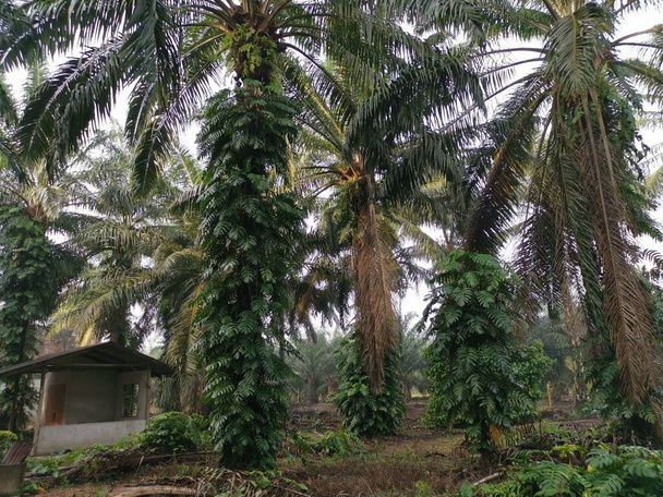 epipremnum pinnatum plant growing wildly on the palm-trees. - Photo, Image